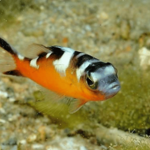 serranus tabacarius